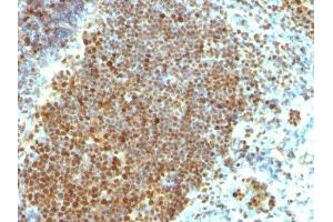 Image no. 2 for anti-Proliferating Cell Nuclear Antigen (PCNA) antibody (ABIN6166296) (PCNA 抗体)