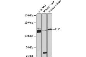 Western blot analysis of extracts of various cell lines, using FUK Rabbit pAb (ABIN7267270) at 1:3000 dilution. (FUK 抗体  (AA 795-1084))