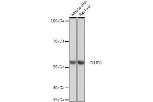 Western blot analysis of extracts of various cell lines, using GLUD1 Rabbit mAb (ABIN7267411) at 1:1000 dilution. (GLUD1 抗体)