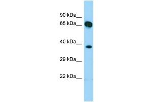 WB Suggested Anti-SHC4 Antibody Titration: 1. (SHC4 抗体  (N-Term))