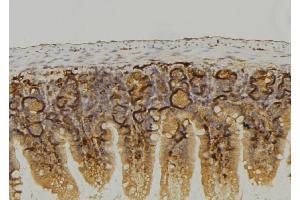 ABIN6274075 at 1/100 staining Mouse colon tissue by IHC-P. (LRP6 抗体  (C-Term))