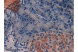 Detection of TFF2 in Rat Pancreas Tissue using Monoclonal Antibody to Trefoil Factor 2 (TFF2) (Trefoil Factor 2 抗体  (AA 27-129))