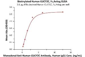Immobilized Biotinylated Human GUCY2C, Fc,Avitag (ABIN6973083) at 1 μg/mL (100 μL/well) can bind Monoclonal A GUCY2C Antibody, Human IgG1 with a linear range of 0.