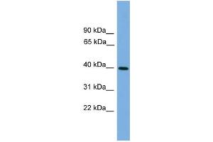 WB Suggested Anti-ITLN2 Antibody Titration: 0. (ITLN2 抗体  (Middle Region))