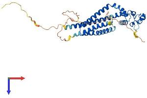 Tetraspanin 10 (TSPAN10) (AA 1-355) protein (His tag)