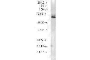 Hsp70 (5A5), rat lysate (HSP70 抗体)