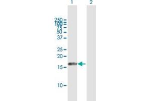 Western Blot analysis of AIF1L expression in transfected 293T cell line by AIF1L MaxPab polyclonal antibody. (AIF1L 抗体  (AA 1-150))
