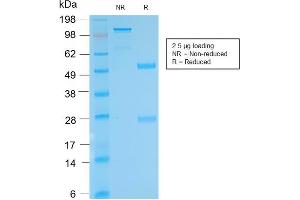 SDS-PAGE Analysis Purified anti-biotin Rabbit Recombinant Monoclonal antibody (BTN/2032R). (Recombinant Biotin 抗体)