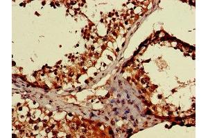 IHC image of ABIN7158870 diluted at 1:600 and staining in paraffin-embedded human testis tissue performed on a Leica BondTM system. (MAEA 抗体  (AA 299-356))