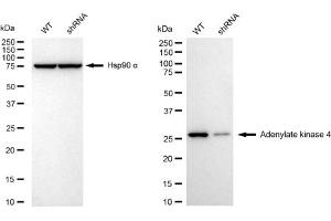 Western blotting analysis using Adenylate kinase 4 antibody (ABIN7797522). (Recombinant AK4 抗体)