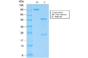 SDS-PAGE Analysis of Purified IgG4 Rabbit Recombinant Monoclonal Antibody ABIN6383885. (Recombinant IGHG4 抗体)