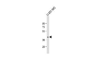 Anti-PNPLA5 Antibody (Center) at 1:2000 dilution + U-251 MG whole cell lysate Lysates/proteins at 20 μg per lane. (PNPLA5 抗体  (AA 138-168))