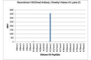 The recombinant H3K23me2 antibody specifically reacts to Histone H3 dimethylated at Lysine 23 (K23me2). (Recombinant Histone 3 抗体  (2meLys23))