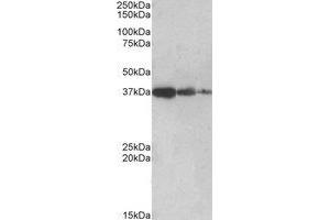 Image no. 1 for anti-Protein Phosphatase 2A Activator, Regulatory Subunit 4 (PPP2R4) (C-Term) antibody (ABIN452430) (PPP2R4 抗体  (C-Term))