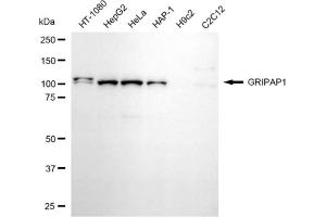 anti-GRIP1 Associated Protein 1 (GRIPAP1) antibody