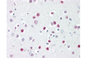 Anti-GATA4 antibody IHC of human brain, cortex. (GATA4 抗体  (AA 330-380))