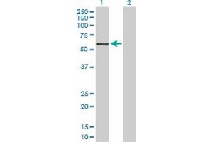 Western Blot analysis of GRB10 expression in transfected 293T cell line by GRB10 MaxPab polyclonal antibody. (GRB10 抗体  (AA 1-536))