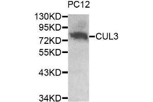 Western blot analysis of extracts of PC12 cell line, using CUL3 antibody. (Cullin 3 抗体  (AA 569-768))