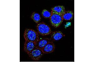 Confocal immunofluorescent analysis of GAL Antibody (C-term) (ABIN651932 and ABIN2840460) with 293 cell followed by Alexa Fluor 488-conjugated goat anti-rabbit lgG (green).