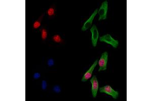 ABIN7094711 and ABIN7098762 staining Hela cells by IF/ICC. (Histone H1.5 抗体  (N-Term))
