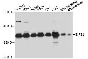 Western blot analysis of extracts of various cell lines, using EIF3J antibody. (EIF3S1 抗体  (AA 1-258))