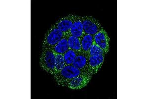 Confocal immunofluorescent analysis of SELV Antibody (C-term) (ABIN655287 and ABIN2844877) with Hela cell followed by Alexa Fluor 488-conjugated goat anti-rabbit lgG (green). (Selenoprotein V 抗体  (C-Term))