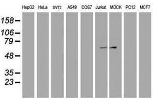 Image no. 2 for anti-F-Box Protein 31 (FBXO31) antibody (ABIN1498239) (FBXO31 抗体)