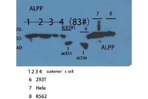 Western Blot (WB) analysis of sample using ALPP/ALPPL2 Polyclonal Antibody. (PLAP 抗体  (N-Term))