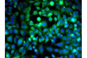 Image provided by One World Lab validation program.