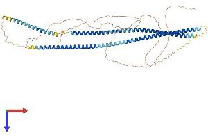 Cytokeratin 2 Protein (AA 1-594) (His tag)