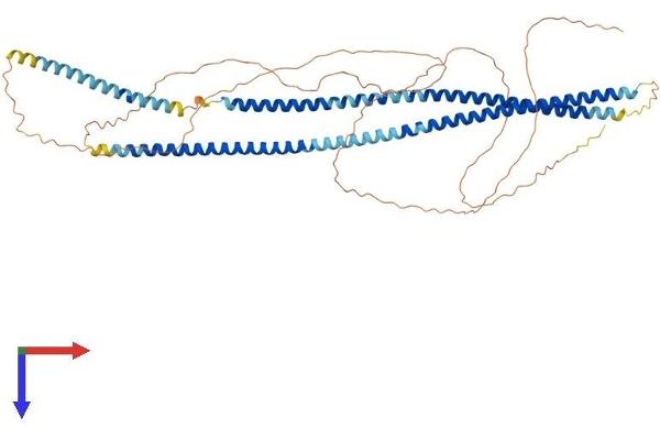 Cytokeratin 2 Protein (AA 1-594) (His tag)