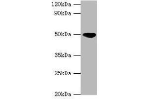 Western blot All lanes: IDH2 antibody at 5 μg/mL + Hela whole cell lysate Secondary Goat polyclonal to rabbit IgG at 1/10000 dilution Predicted band size: 51, 46 kDa Observed band size: 51 kDa (IDH2 抗体  (AA 193-452))