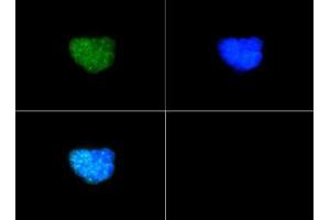 Immunofluorescence of Rabbit Anti-Histone H3 [p Thr6, Dimethyl Lys9] Antibody.
