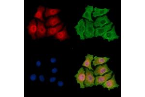ABIN7095883 and ABIN7099945 staining HepG2 cells by IF/ICC. (PHRF1 抗体)