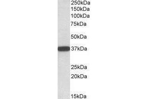 AP23662PU-N Cyb5r3 antibody staining of Human Umbilical Cord lysate at 0. (CYB5R3 抗体  (C-Term))