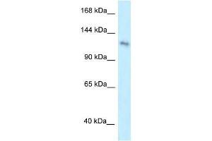 Western Blot showing PLEKHA7 antibody used at a concentration of 1. (PLEKHA7 抗体  (Middle Region))