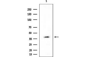 anti-Fibulin 4 (FBLN4) (Internal Region) antibody