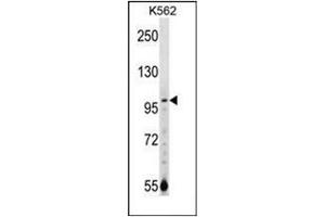 Western blot analysis of NARG1 Antibody (N-term) in K562 cell line lysates (35ug/lane). (NAA15 抗体  (N-Term))