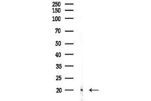 anti-Iron-sulfur cluster assembly enzyme ISCU, mitochondrial (ISCU) (Internal Region) antibody