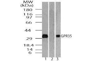 Image no. 1 for anti-G Protein-Coupled Receptor 35 (GPR35) (AA 275-325) antibody (ABIN960192) (GPR35 抗体  (AA 275-325))