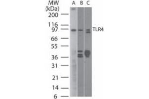TLR4 Western Blot. (TLR4 抗体)