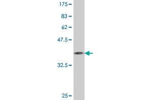 Western Blot detection against Immunogen (37. (CD93 抗体  (AA 33-140))