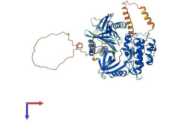 PLK2 Protein (AA 1-682) (His tag)
