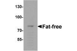 Western blot analysis of Fat-free in mouse brain tissue lysate with Fat-free Antibody  at 1 μg/ml. (VPS51 抗体  (C-Term))