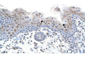 STRAP antibody was used for immunohistochemistry at a concentration of 4-8 ug/ml to stain Squamous epithelial cells (arrows) in Human Skin. (STRAP 抗体  (N-Term))