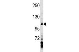 AXIN1 antibody western blot analysis in MDA-MB453 lysate. (Axin 抗体  (AA 330-359))