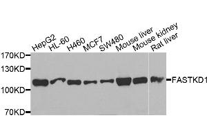 Western blot analysis of extracts of various cell lines, using FASTKD1 antibody. (FASTKD1 抗体  (AA 638-847))