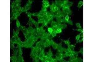 Immunofluorescence Microscopy of Rabbit Anti-Beta-2-microglobulin antibody. (beta-2 Microglobulin 抗体  (HRP))
