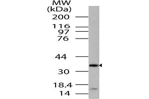 Image no. 1 for anti-G protein beta subunit-like (GBL) (AA 100-320) antibody (ABIN5027338) (GBL 抗体  (AA 100-320))