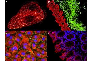 Immunofluorescence (IF) image for Goat anti-Mouse IgG (Heavy & Light Chain) antibody (Atto 425) - Preadsorbed (ABIN964954) (山羊 anti-小鼠 IgG (Heavy & Light Chain) Antibody (Atto 425) - Preadsorbed)